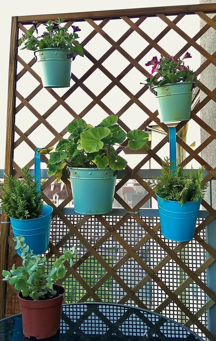 flower plants growing on a living wall